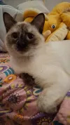 pet-image