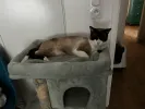pet-image