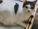 pet-image