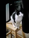 pet-image