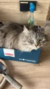 pet-image