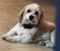 pet-image