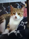 pet-image