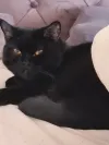 pet-image