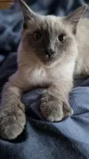 pet-image
