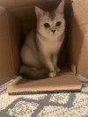 pet-image