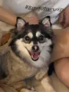 pet-image
