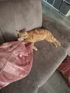 pet-image