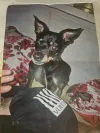 pet-image