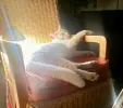pet-image