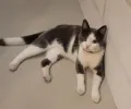 pet-image
