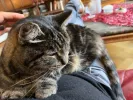 pet-image