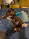 pet-image
