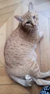 pet-image