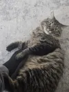pet-image