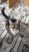 pet-image