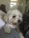 pet-image