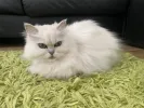 pet-image