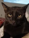 pet-image