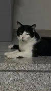 pet-image