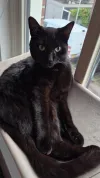 pet-image