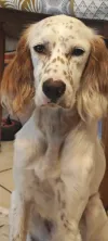 pet-image