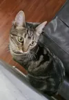 pet-image