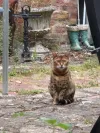 pet-image