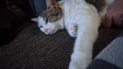 pet-image