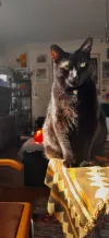 pet-image