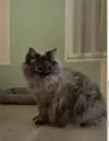 pet-image