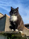 pet-image