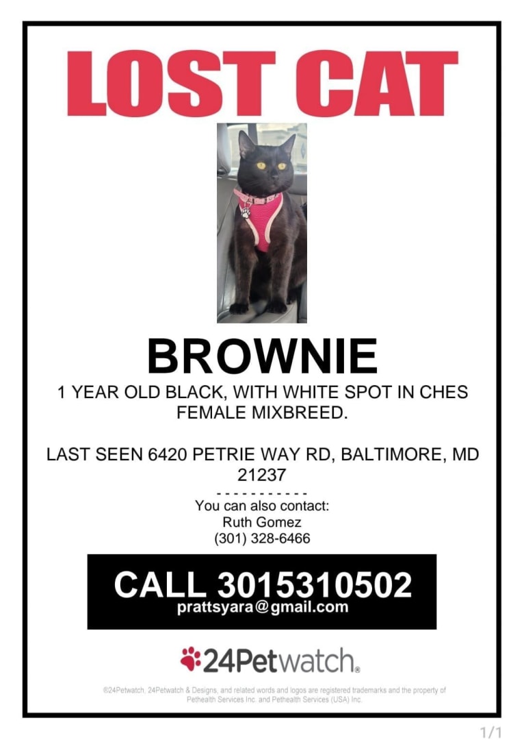 Brownie  poster