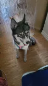 pet-image