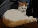 pet-image