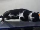 pet-image