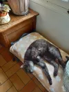 pet-image