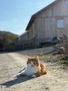 pet-image