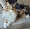 pet-image