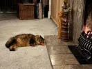 pet-image
