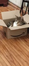 pet-image