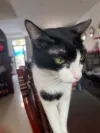 pet-image