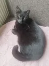 pet-image