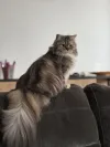 pet-image