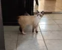 pet-image