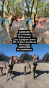 pet-image
