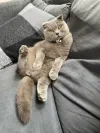 pet-image