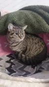 pet-image