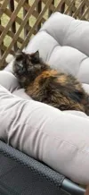 pet-image