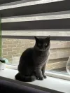 pet-image